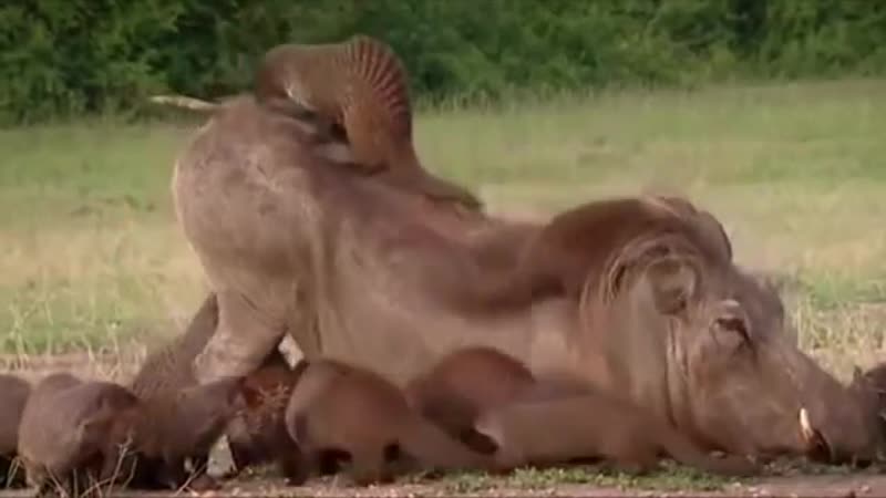 Прикол года мангусты против бородавочника криминальная драма молодые супер прикол смешное видео ржака развод ужас шок юмор 18+