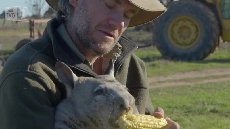Пукающий вомбат обожает кукурузку