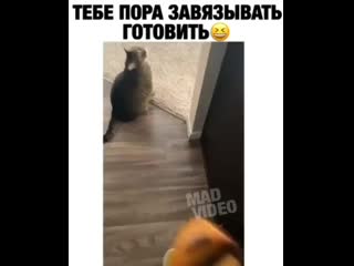 Кот бракованный какой то (480p) mp4