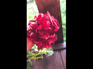 Costa daurada burgundy