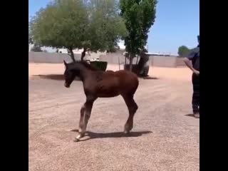 Horsing around