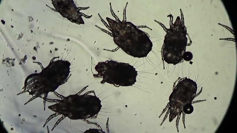 Мучные клещи в меду