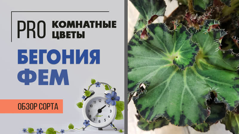 Бегония декоративно лиственная фем | махровая кудряшка | как ухаживать за бегонией