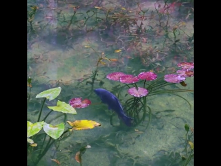 Monet's pond, seki city, gifu prefecture, japan