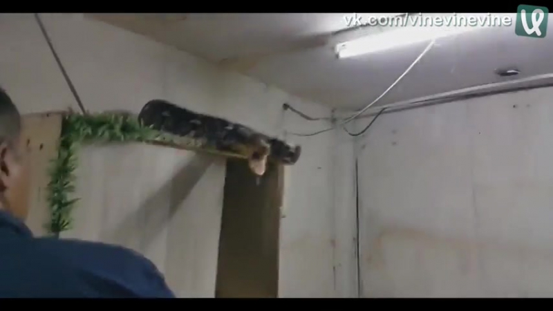 Упаковал питона