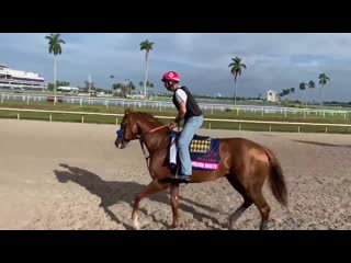 Mucho gusto and his dappled out self on the track