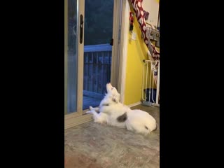 Sometimes i leave the back door open for my deaf and blind dog so he can enjoy what the neighbors are grilling