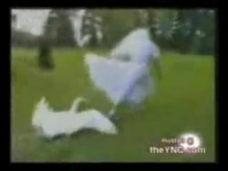 Невеста лебедей кормила