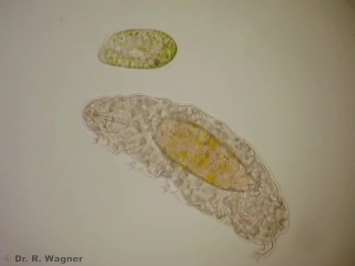 Water bear (tardigrade) meets paramecium