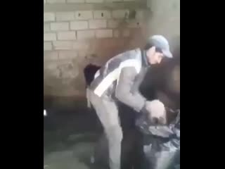 Мына сиыр егесін басқа нәрсеге ұқсатты ау😂🤣 mp4