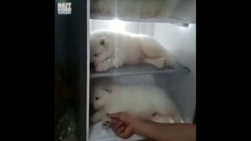 Полярные мишки отдыхают