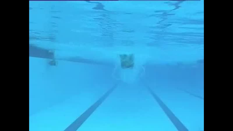 Kaio almeida butterfly underwater front view