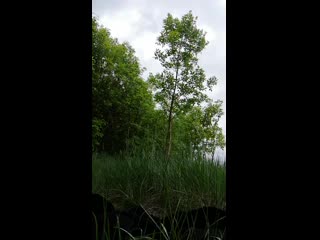 Дрочит хороший хуй и маскирует волосатые яйца на природе