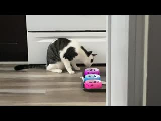 I just wanted to share the amusing way that our cat eats his food