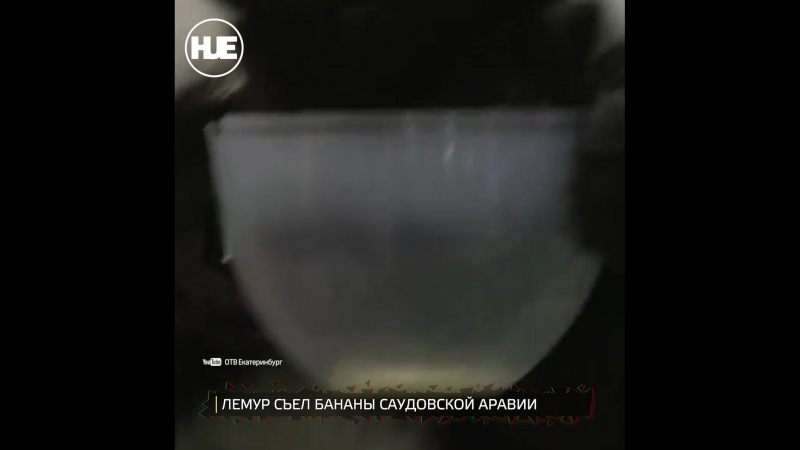 В екатеринбурге лемур предсказал итоги первого матча чм 2018