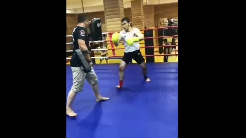 Тамерлан баширов, тренироа