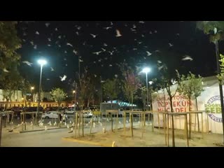 Vid 20190426 211931 mp4