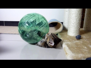 Funny cats cutest fluffy kittens and spacecraft ( kitten in hamster ball )