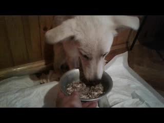 2019 03 22 эльфа первый раз кушает