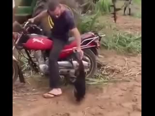 Обезьянка просит прокатить на мотоцикле monkey asks to ride a motorcycle