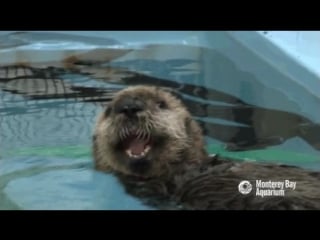 Калан в monterey bay aquarium