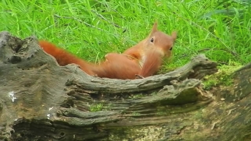 Две игривые белочки