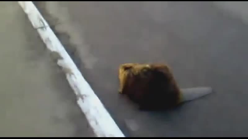 Бля саша это реальный бобёр я отвечаю