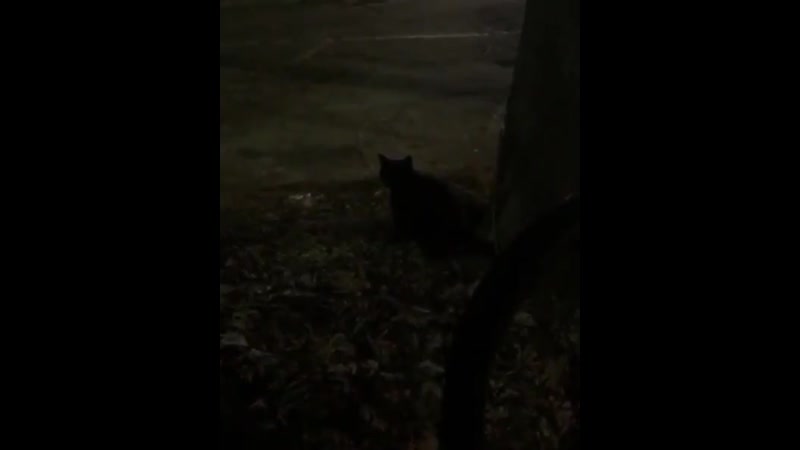 Лино с котиком