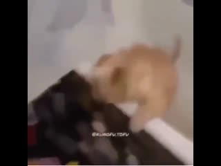 Очень жирный кот