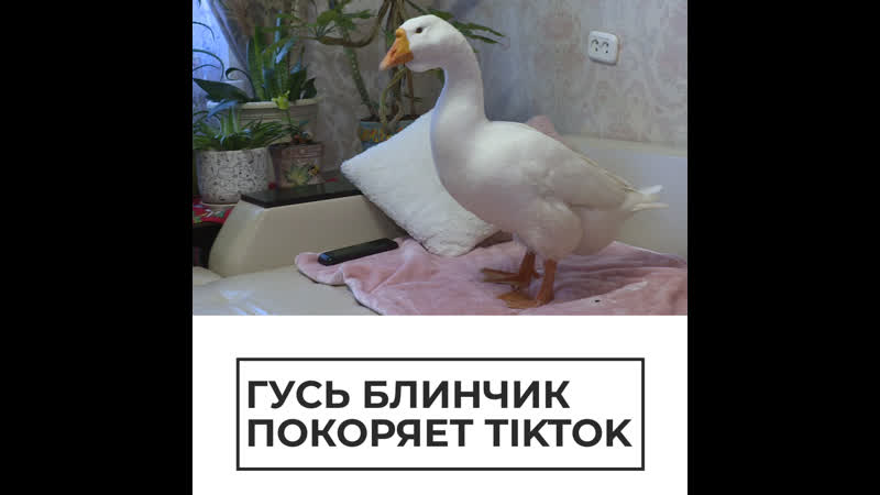 Гусь блинчик покоряет tiktok