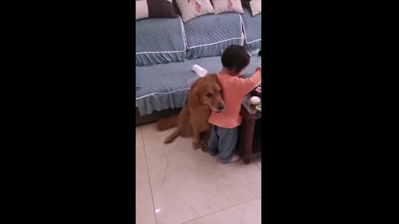 Дружба ребёнка и молодые когда строгая мама ругает малышку, пёс защищает её