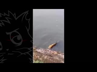 [коты ютуберы] 5 гигантских монстров снятых на камеру не знаю какая часть [черный кот]