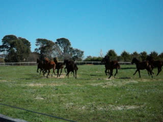 Horses 2, eldon park retreat, victoria, australia