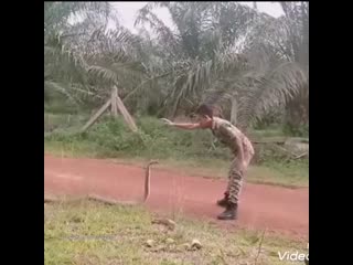 Skillfully catching a snake with bare hands