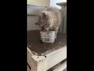 Василина решила отобедать