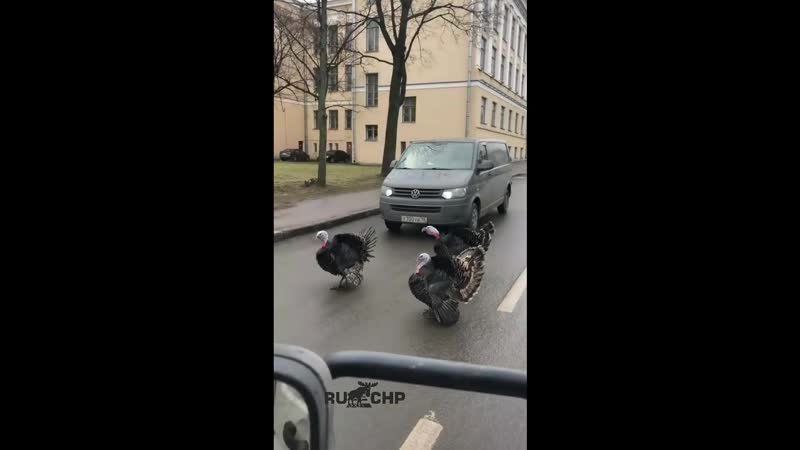 Петербургские индюки