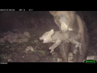 Black bear porn on tejon ranch