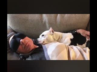 Sir patrick stewart napping with his new foster pup, lady emma