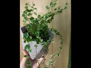 Ficus pumila white sunny 🌿