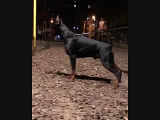 Nevskiy tserber bring me gold (nevskiy tserber liz gretchen x hazar di altobello) 18 года❤️