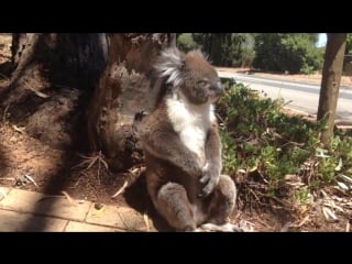Koala gets kicked out of tree and cries