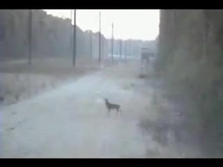 Охотник на оленей 85 уровня