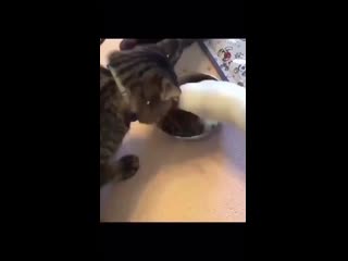 Video povezlo stories 2455280376833422394 26 2455839930139015412 mp4