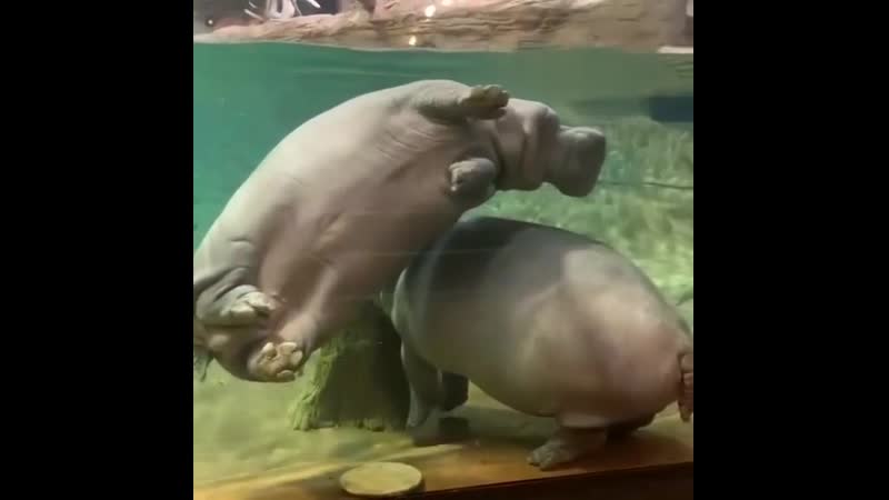 Весёлые бегемоты😊