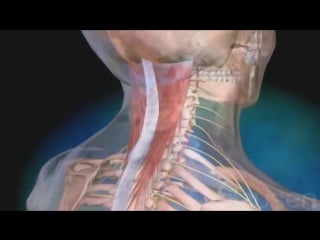 20 хлыстовая травма шейного отдела позвоночника лечение