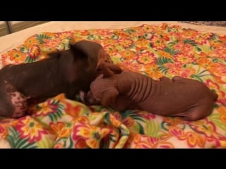 Домашние забавы лея и майна