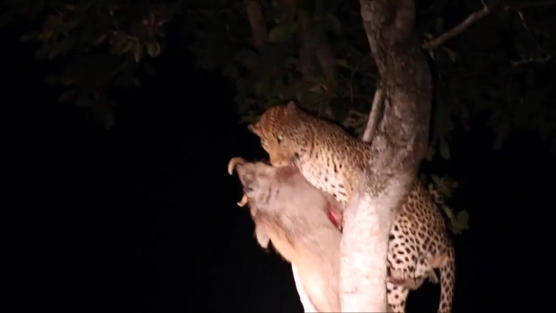 Самец леопарда поднимает на дерево тушу бородавочника