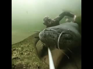 Нашёл огромного сома!