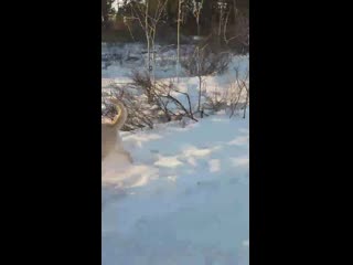 Джессика старк и румми (чейни чайм и лекса)