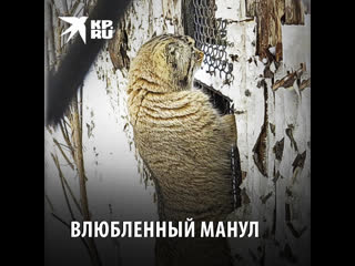 Влюблённый манул хочет сбежать в соседний вольер